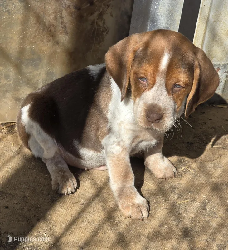 Beagle male 2 – Beagle puppy for sale in Brookville, IN