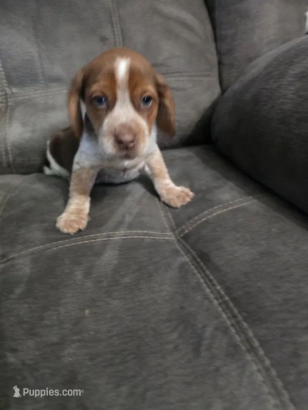 Beagle male 2