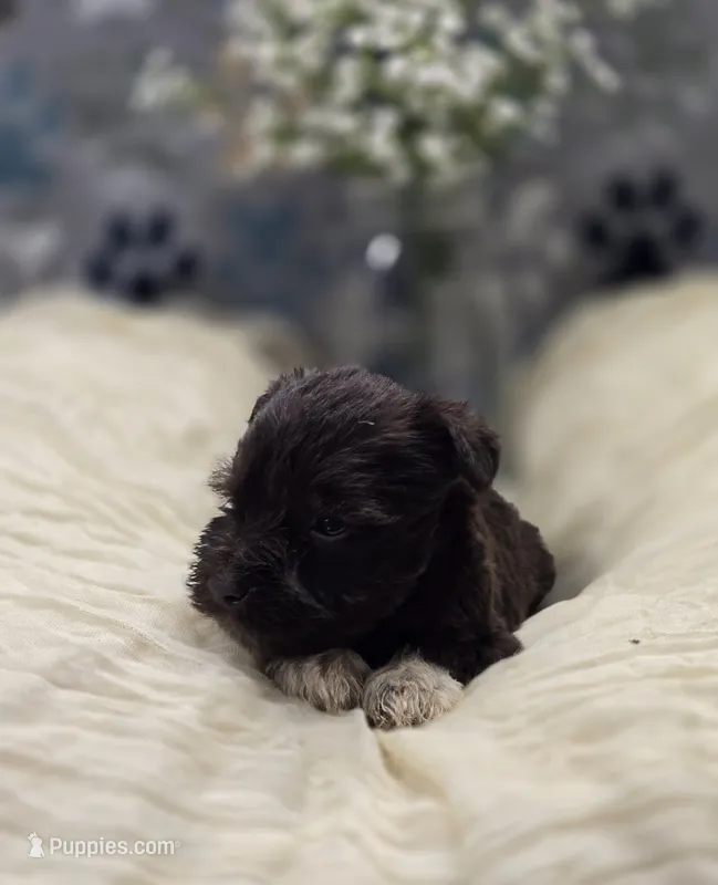schnauzer 4 – Miniature Schnauzer puppy for sale in Brookville, IN