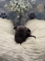 schnauzer 2, a female Miniature Schnauzer for sale in Brookville, IN – 2 of 2
