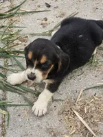 Basset 1, a male Basset Hound for sale in Brookville, IN – 4 of 6