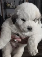 Pup 1, a male Great Pyrenees for sale in Brookville, IN – 2 of 3