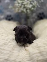 schnauzer 4, a male Miniature Schnauzer for sale in Brookville, IN – 2 of 3