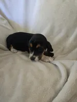 Basset 6, a female Basset Hound for sale in Brookville, IN – 5 of 5