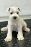Schnauzer 5, a male Miniature Schnauzer for sale in Brookville, IN – 2 of 2