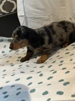 Ginger, a female Miniature Dachshund for sale in Brookville, IN – 2 of 3