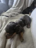 Dachshund male 2, a male Miniature Dachshund for sale in Brookville, IN – 2 of 4