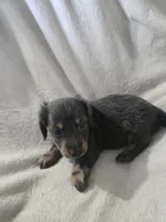 dachshund male, a male Miniature Dachshund for sale in Brookville, IN – 7 of 8