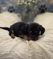 dachshund 2, a male Miniature Dachshund for sale in Brookville, IN – 2 of 3