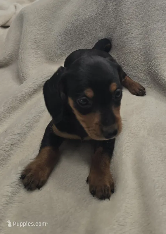 Dachshund 2 – Miniature Dachshund puppy for sale in Brookville, IN