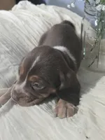 Beagle 1, a male Beagle for sale in Brookville, IN – 3 of 5
