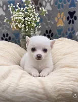 Jack, a male Pomeranian for sale in Brookville, IN – 2 of 3