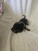 Doxie 3, a male Miniature Dachshund for sale in Brookville, IN – 6 of 6