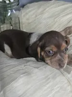 Beagle girl, a female Beagle for sale in Brookville, IN – 2 of 4