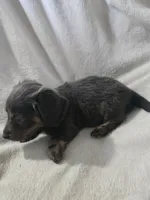 dachshund male, a male Miniature Dachshund for sale in Brookville, IN – 6 of 8