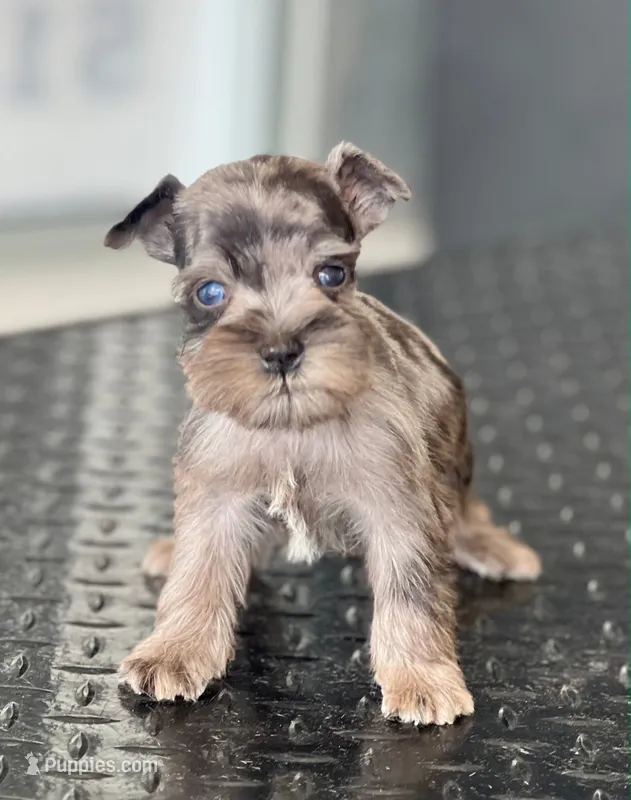 schnauzer 5 – Miniature Schnauzer puppy for sale in Brookville, IN