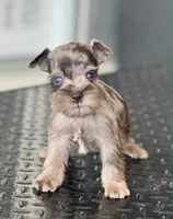 schnauzer 5, a male Miniature Schnauzer for sale in Brookville, IN – 1 of 3