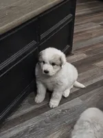 Pup 2, a female Great Pyrenees for sale in Brookville, IN – 3 of 3