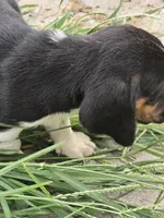 basset 3, a male Basset Hound for sale in Brookville, IN – 3 of 5