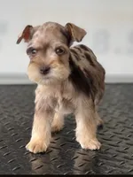 schnauzer 5, a male Miniature Schnauzer for sale in Brookville, IN – 2 of 3