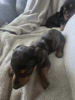 Dachshund male 2, a male Miniature Dachshund for sale in Brookville, IN – 4 of 4