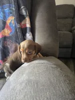 Beagle male 1, a male Beagle for sale in Brookville, IN – Photo 7 of 9