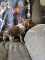 Beagle male 1, a male Beagle for sale in Brookville, IN – Photo 9 of 9