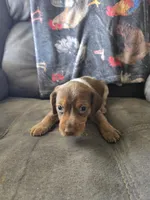 Beagle male 1, a male Beagle for sale in Brookville, IN – Photo 6 of 9