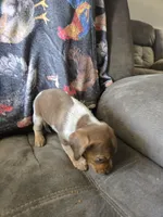 Beagle male 1, a male Beagle for sale in Brookville, IN – Photo 8 of 9