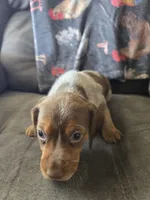 Beagle male 1, a male Beagle for sale in Brookville, IN – Photo 3 of 9