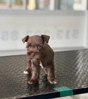 schnauzer 3, a female Miniature Schnauzer for sale in Brookville, IN – 2 of 3