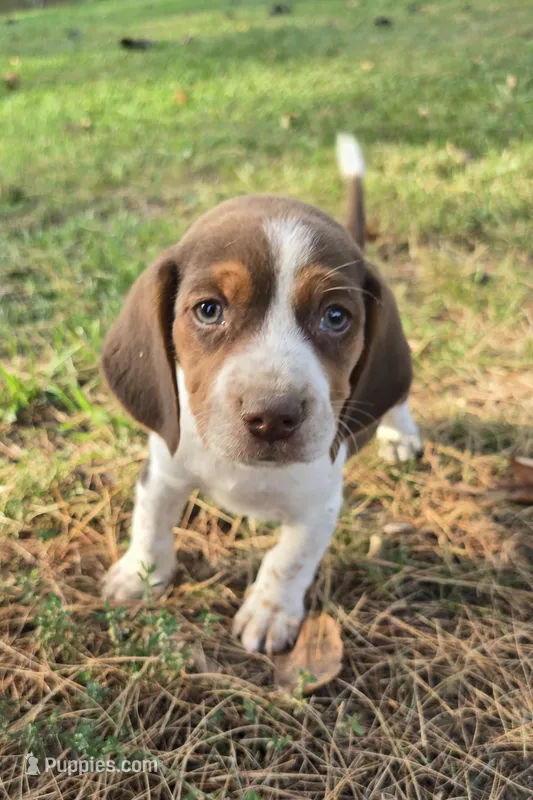 Beagle boy – Beagle puppy for sale in Brookville, IN
