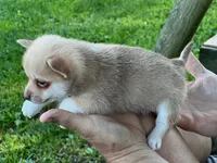 Chi male, a male Chihuahua for sale in Brookville, IN – 2 of 4