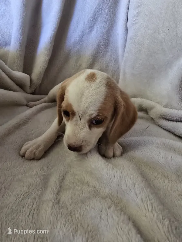 Beagle girl – Beagle puppy for sale in Brookville, IN