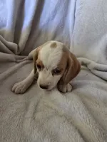 Beagle girl, a female Beagle for sale in Brookville, IN – 1 of 5