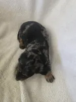 Doxie 1, a female Miniature Dachshund for sale in Brookville, IN – 5 of 5
