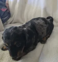 Doxie 1, a female Miniature Dachshund for sale in Brookville, IN – 3 of 5