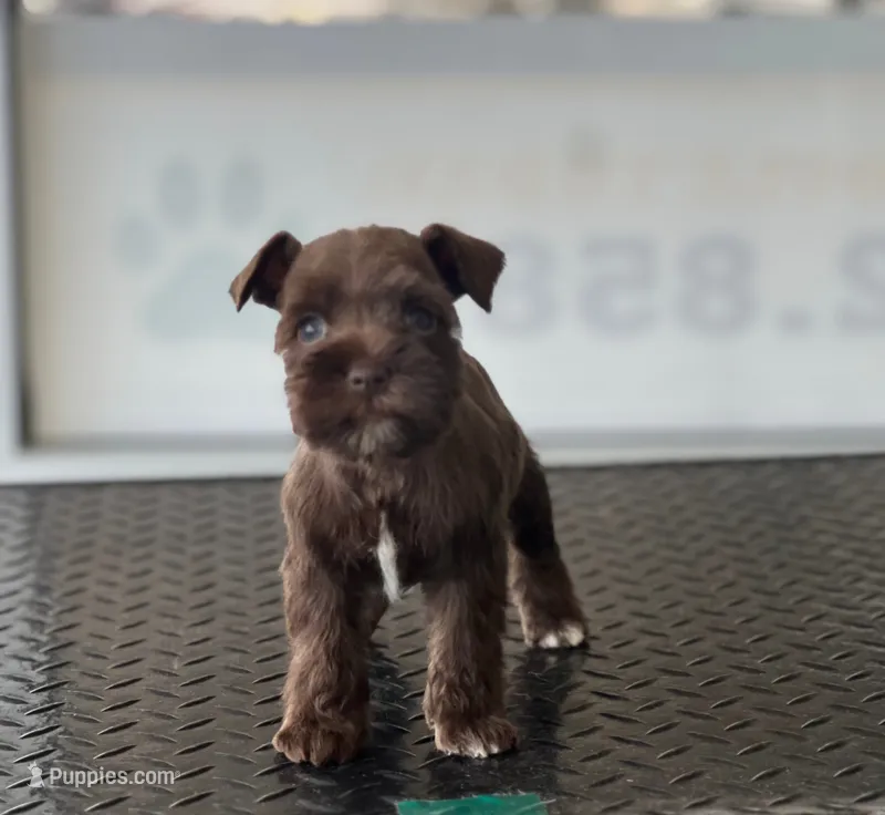 schnauzer 3 – Miniature Schnauzer puppy for sale in Brookville, IN
