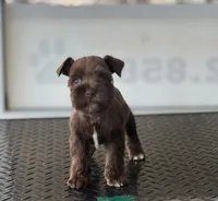 schnauzer 3, a female Miniature Schnauzer for sale in Brookville, IN – 1 of 3