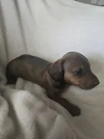 dachshund 3, a female Miniature Dachshund for sale in Brookville, IN – 4 of 5