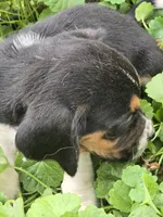 Basset 4, a female Basset Hound for sale in Brookville, IN – 4 of 6