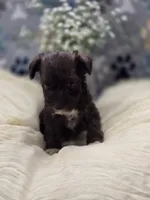 schnauzer 1, a male Miniature Schnauzer for sale in Brookville, IN – 3 of 3