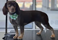 Beagle 1, a male Beagle for sale in Brookville, IN – 5 of 5