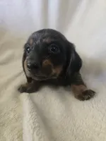 Doxie 1, a female Miniature Dachshund for sale in Brookville, IN – 4 of 5