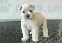 Schnauzer 6, a female Miniature Schnauzer for sale in Brookville, IN – 2 of 2