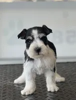 Puppy 9, a male Miniature Schnauzer for sale in Brookville, IN – 2 of 3