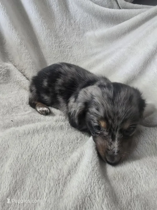 dachshund female  – Miniature Dachshund puppy for sale in Brookville, IN