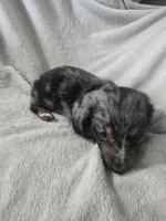 dachshund female , a female Miniature Dachshund for sale in Brookville, IN – 1 of 7