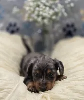 dachshund 1, a male Miniature Dachshund for sale in Brookville, IN – 2 of 2