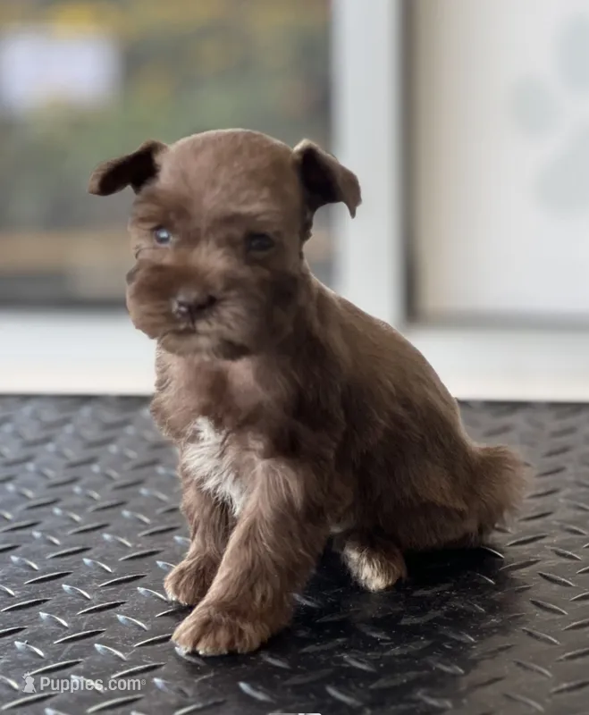 schnauzer 2 – Miniature Schnauzer puppy for sale in Brookville, IN